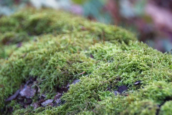 绿色的青苔上树树干 — 图库照片