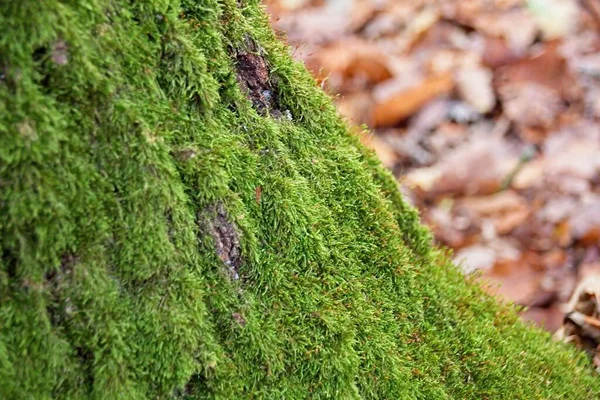 Зелений Мох Стовбурі Дерева — стокове фото