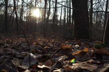 Sonbahar ormanı sabahları
