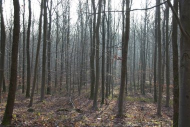 Sonbahar ormanı sabahları