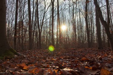Sonbahar ormanı sabahları