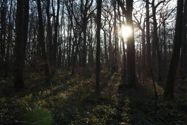 Sonbahar ormanı sabahları