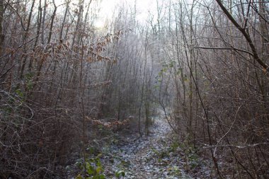 Sonbahar ormanı sabahları