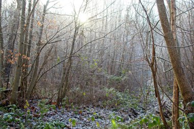 Sonbahar ormanı sabahları