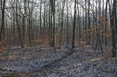 Sonbahar ormanı sabahları