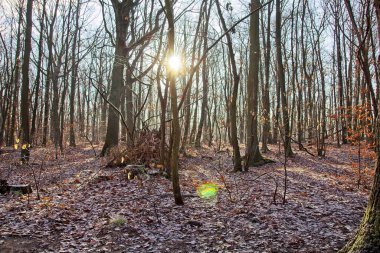 Sonbahar ormanı sabahları