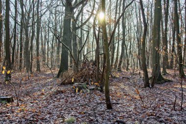 Sonbahar ormanı sabahları