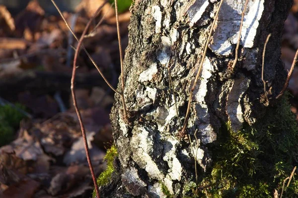 Höst Skog Morgonen — Stockfoto