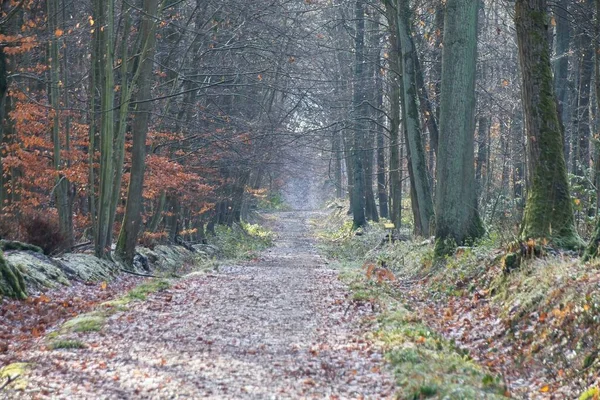 Autumn Forest Morning — Stock Photo, Image