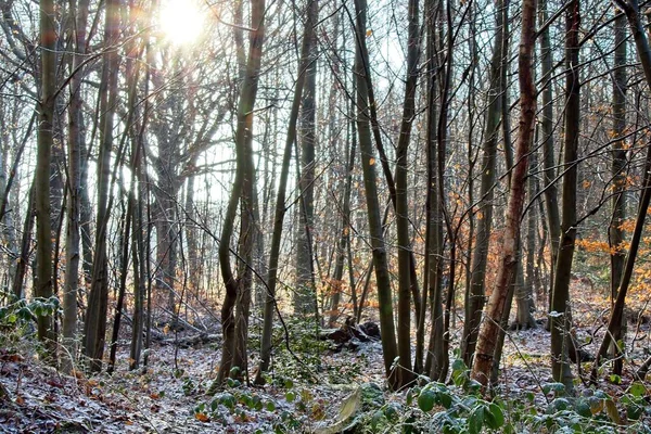 Herbstwald Morgen — Stockfoto