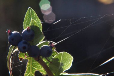 bir dalda yaban mersini