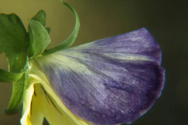 Kwiat Tęczówki Ogrodzie — Zdjęcie stockowe