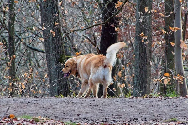 森林里的黄金猎犬 — 图库照片