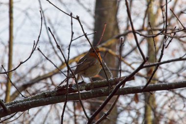 Kışın bir ağacın dalları