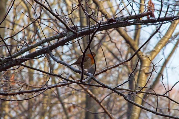 Ramos Uma Árvore Inverno — Fotografia de Stock