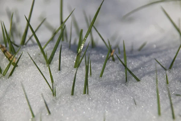 Gras Sneeuw Winter — Stockfoto