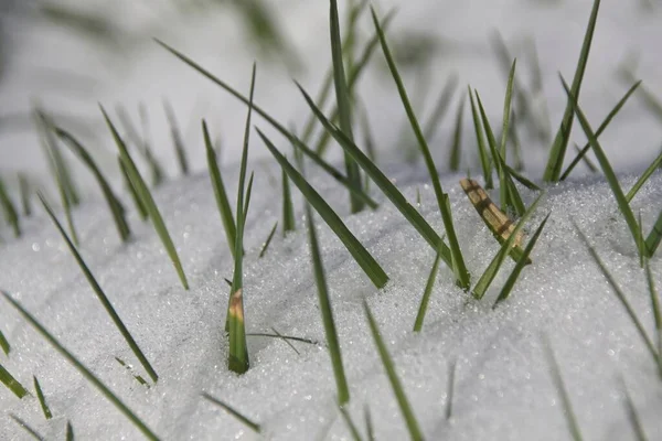Tráva Sněhu Zimě — Stock fotografie