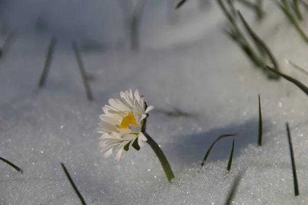 Flor Primavera Nieve —  Fotos de Stock