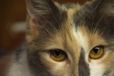 Bir kedinin portresini kapat.