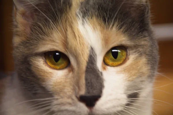 Close Portrait Cat — Stock Photo, Image