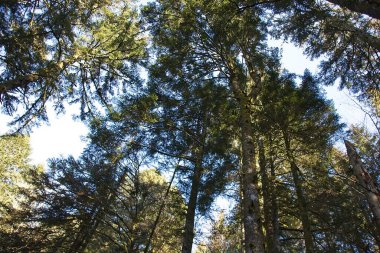 Fransa 'da ormandaki ağaç