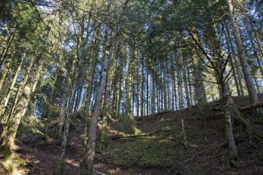 Fransa 'da ormandaki ağaç