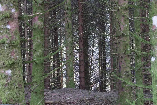 Arbre Dans Forêt France — Photo