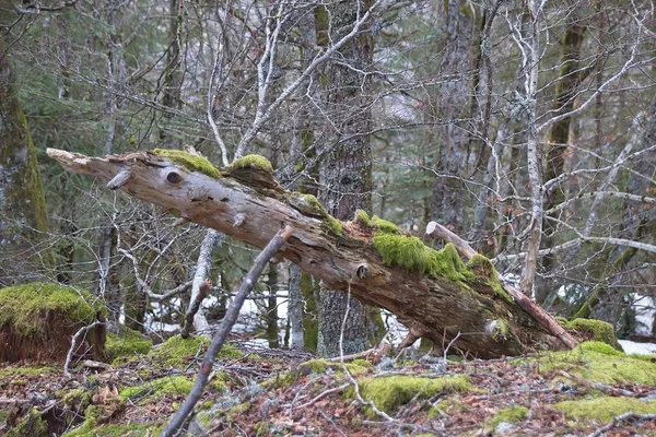 Arbre Dans Forêt France — Photo