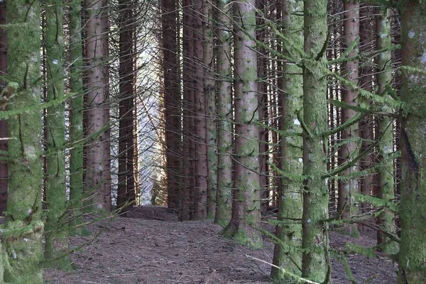 Albero Nella Foresta Francia — Foto Stock