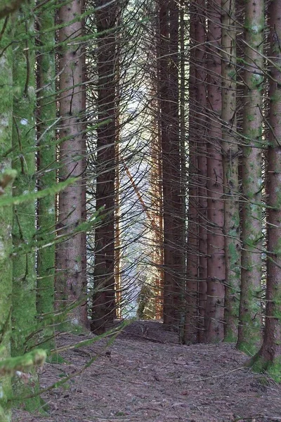 Fransa Ormandaki Ağaç — Stok fotoğraf
