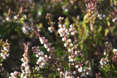 İlkbaharda açan ağaç