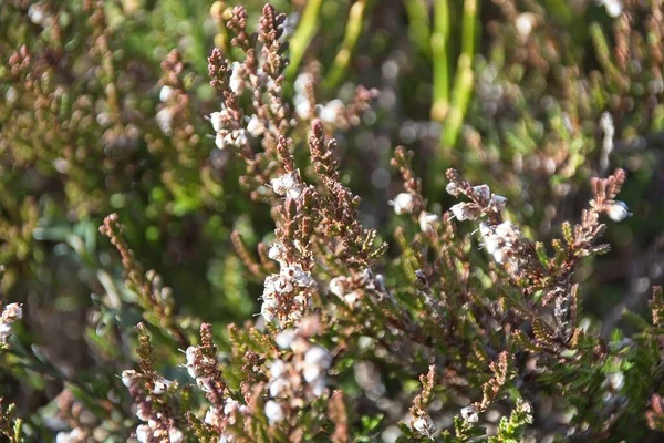 Árvore Florescente Primavera — Fotografia de Stock