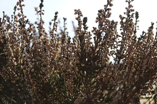 Árvore Florescente Primavera — Fotografia de Stock