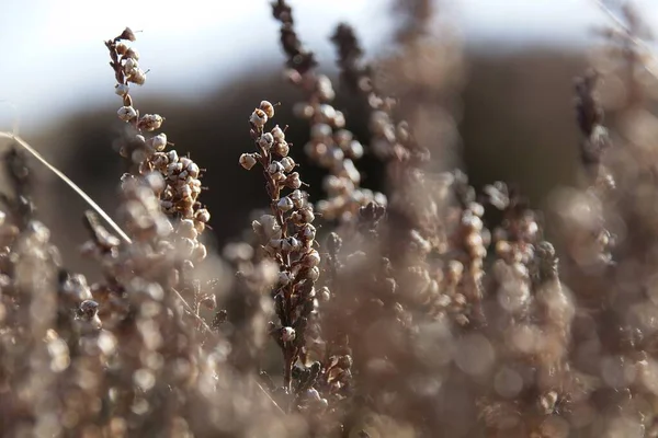 Blühender Baum Frühling — Stockfoto