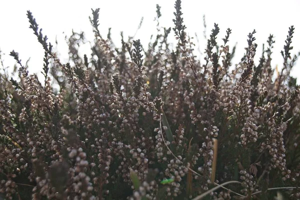 Árvore Florescente Primavera — Fotografia de Stock