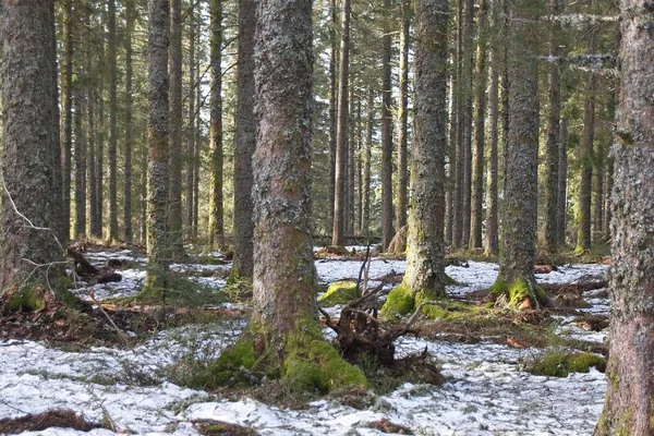 Bosque Invierno Por Mañana —  Fotos de Stock
