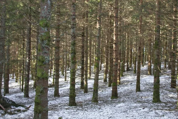Bosque Invierno Por Mañana —  Fotos de Stock