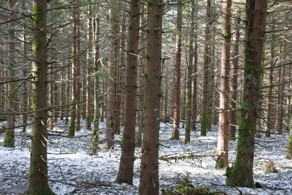 Bosque Invierno Por Mañana —  Fotos de Stock