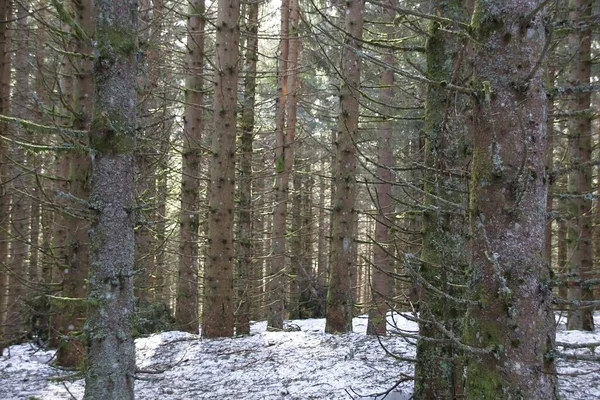 Bosque Invierno Por Mañana —  Fotos de Stock