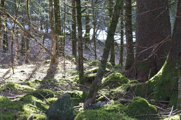 Forêt Hiver Matin — Photo