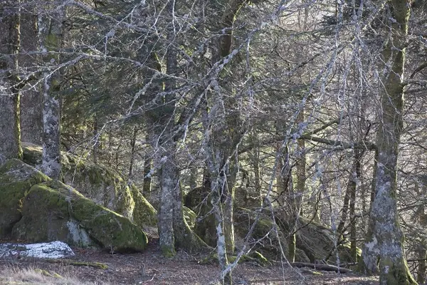 Vinterskog Morgonen — Stockfoto