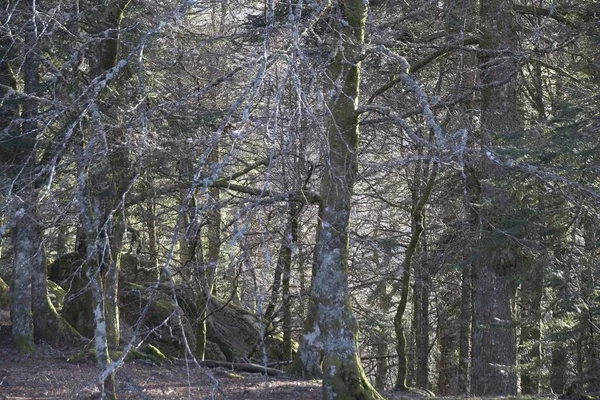 Floresta Inverno Manhã — Fotografia de Stock