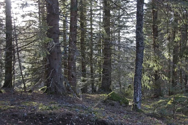 Foresta Invernale Mattino — Foto Stock