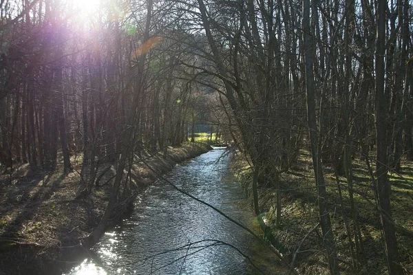 Wald Morgen — Stockfoto