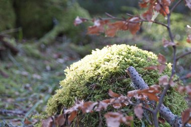 Ormandaki ağaçta yosun.