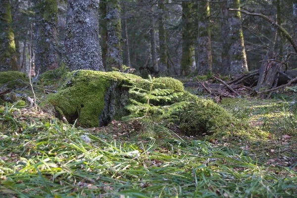 Musgo Árvore Floresta — Fotografia de Stock