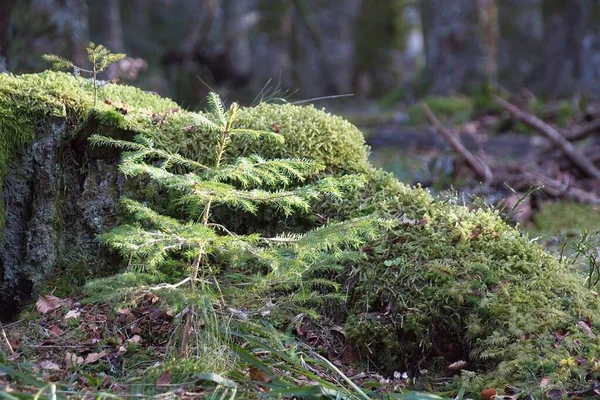 Mossa Träd Skogen — Stockfoto