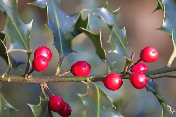 Holly Berries Branch — Stock Photo, Image