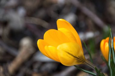 Baharda sarı kır çiçekleri