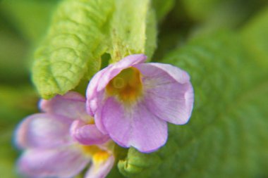 Mor çiçeğe yaklaş